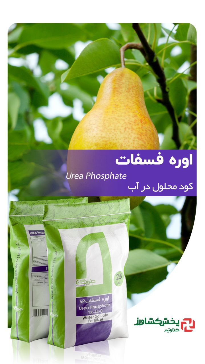 تنوعی از کاکتوس های جذاب و متفاوت